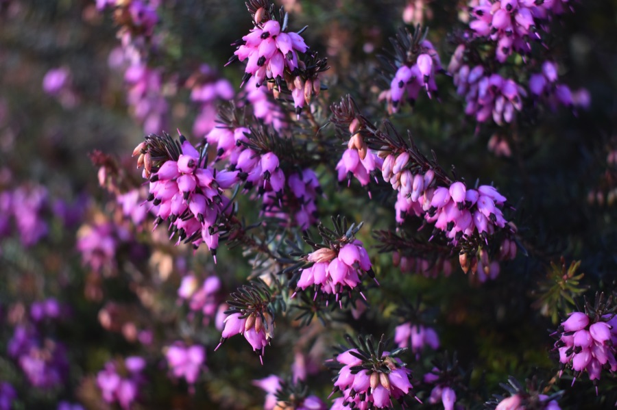 Purple winter flowering heather